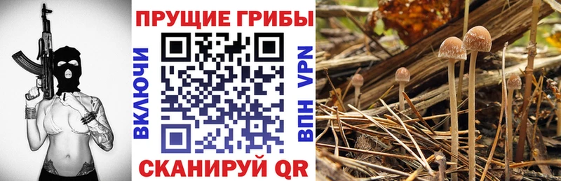 купить  сайты  Архангельск  Псилоцибиновые грибы Psilocybine cubensis 